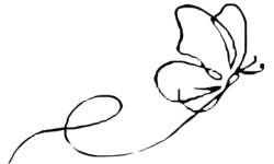 blaauw licht coaching